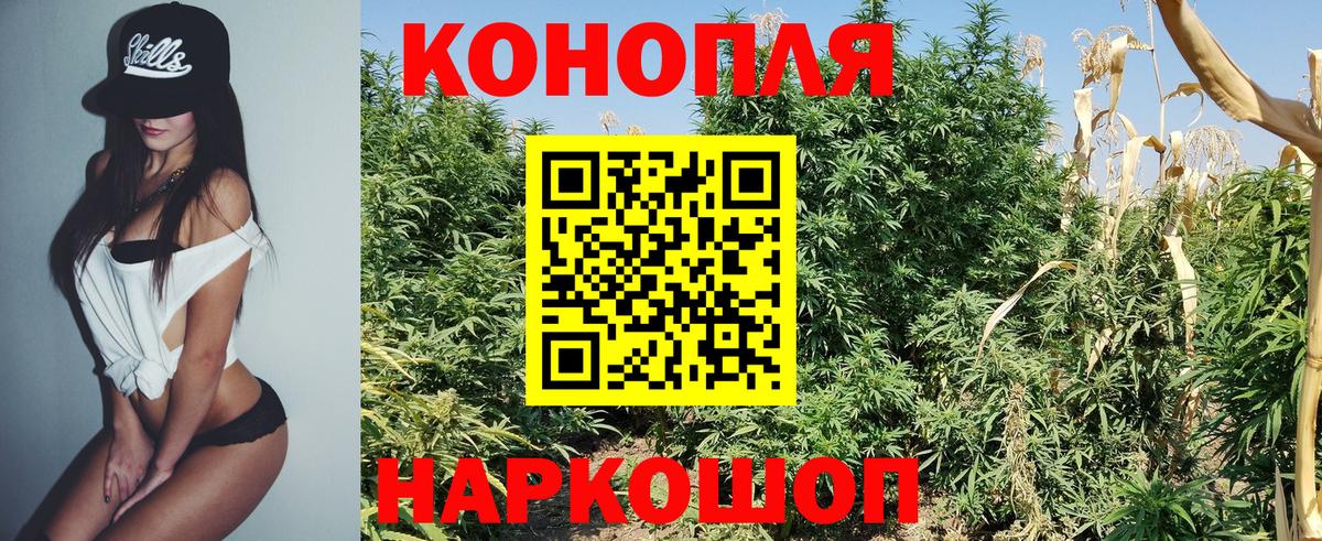 Конопля гибрид Гудермес